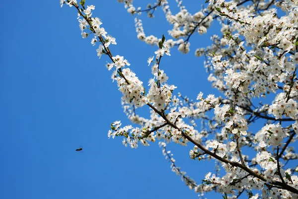 Tree in full bloom against blue sky — Stock Photo, Image