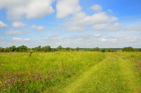 Çiçekli çayır ile köy yolunda — Stok fotoğraf