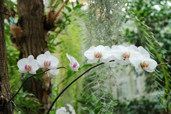 난초의 꽃 — 스톡 사진