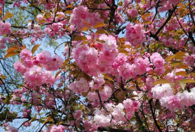 View from below of blooming tree close by clipart