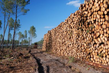 Enormous wood stack in the background of thin forest clipart