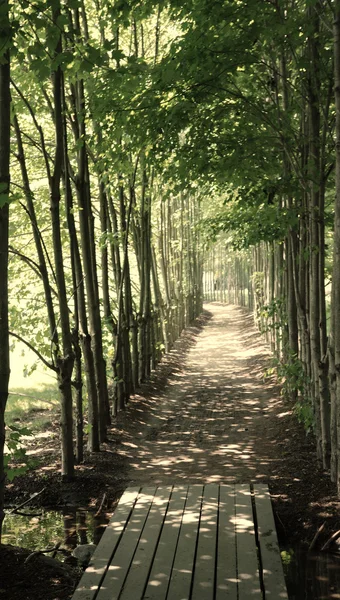 Тіньовий шлях, викладений молодими деревами — стокове фото