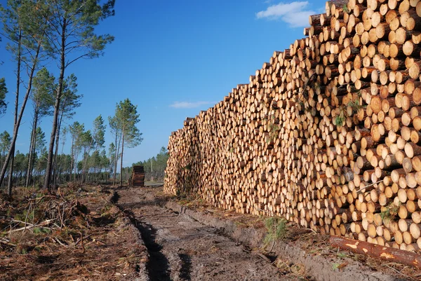 Enormous wood stack in the background of thin forest — Stock Photo, Image