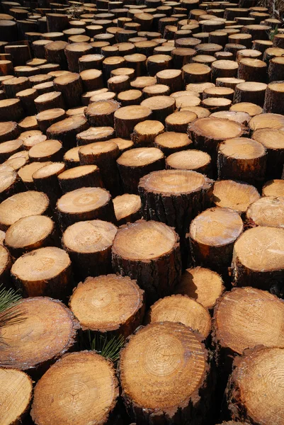 Lumber background of sawn trunks. — Stock Photo, Image