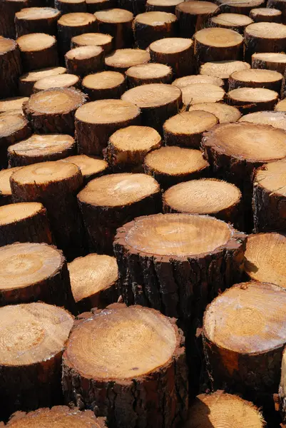 Lumber background of sawn trunks. — Stock Photo, Image
