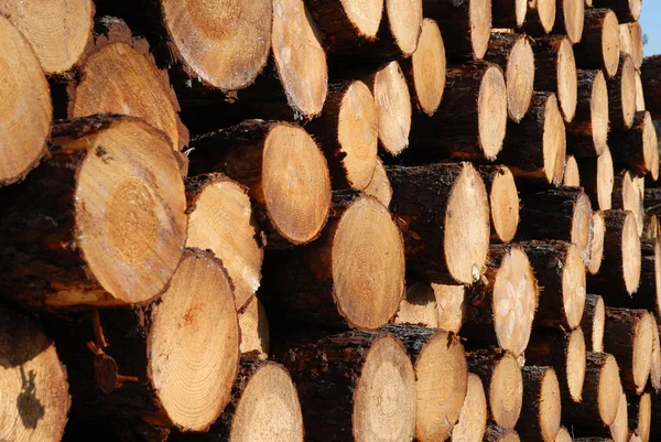 Grande pilha de troncos serrados . — Fotografia de Stock