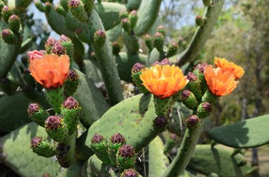 Paddle cactus with yellow flowers and buds clipart