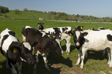 stieren in een veld