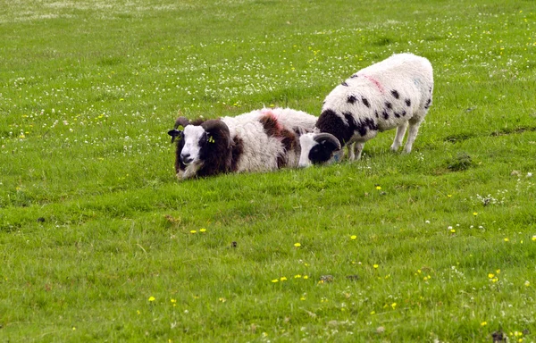 Ziegen auf einem Feld — Stockfoto