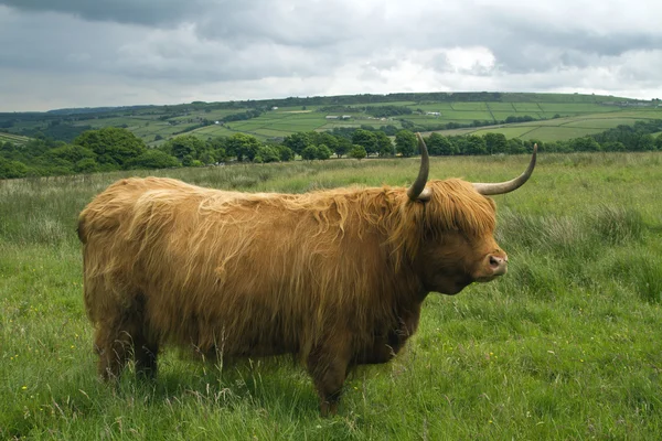 bir alandaki yayla sığır