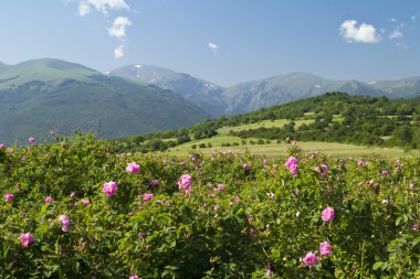 Gül alanları