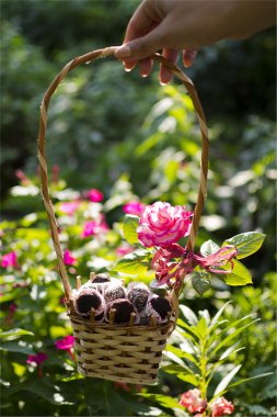 ev yapımı çiğ çiğ çikolata