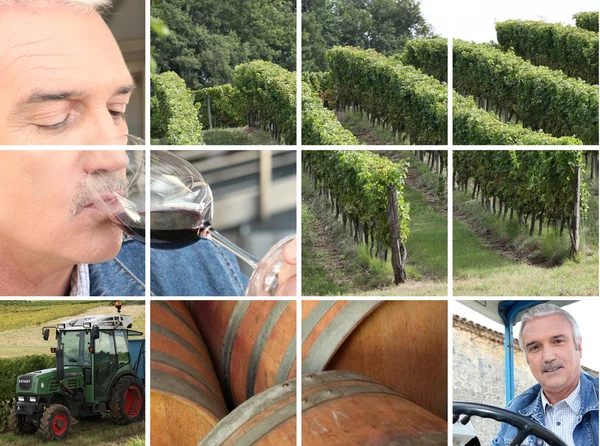 Montage de la production viticole — Photo