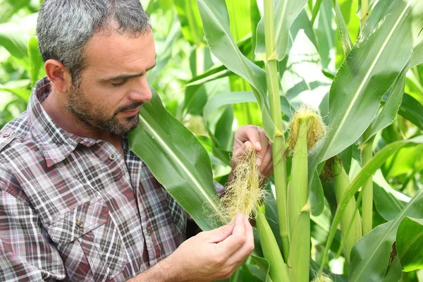 Rolnik stanął w polu kukurydzy — Zdjęcie stockowe