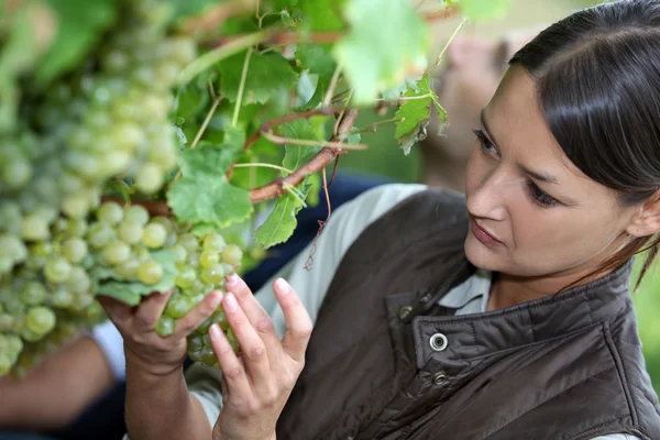 Mujer recogiendo uvas —  Fotos de Stock