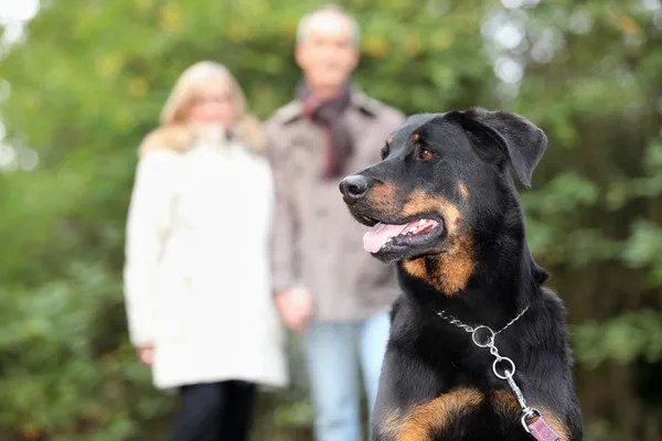 Casal sênior cão de passeio — Fotografia de Stock