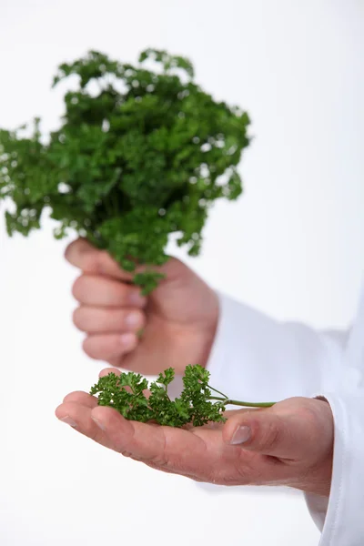 Hand of chef holding parsley — Stock Photo, Image