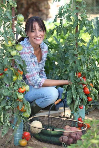 Женщина выращивает овощи — стоковое фото