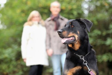 Senior couple walking dog clipart