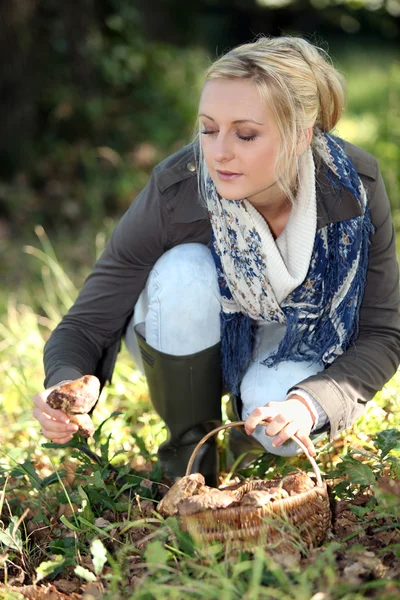 Frau sammelt wilde Pilze — Stockfoto
