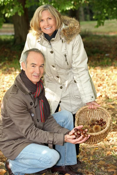Ehepaar mittleren Alters sammelt Kastanien Stockbild