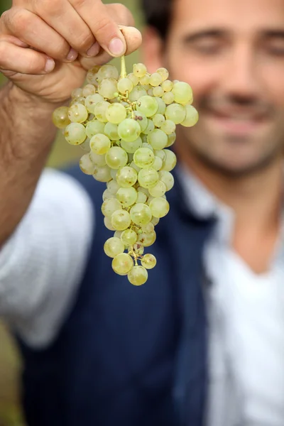 Hombre con racimo de uvas — Foto de Stock