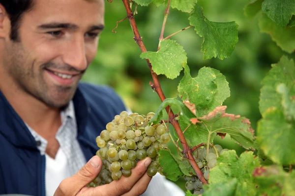 Cultivador de uva admirando sus uvas — Foto de Stock