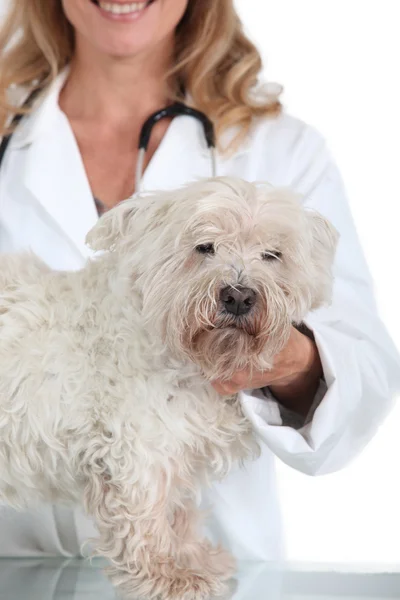 Veterinarian with Dog — Stock Photo, Image