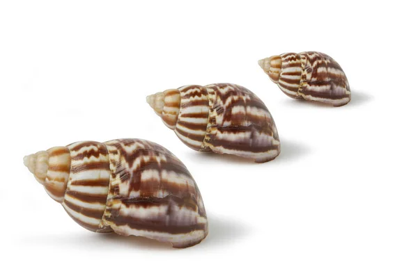 Üç deniz kabuğu — Stok fotoğraf