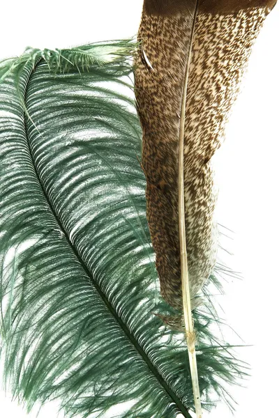 Dos plumas de aves exóticas —  Fotos de Stock
