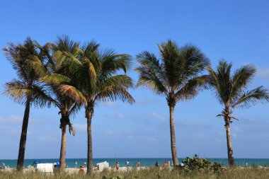 Palm trees on a beach clipart