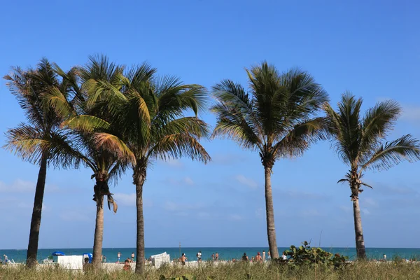 Palmiers sur une plage — Photo