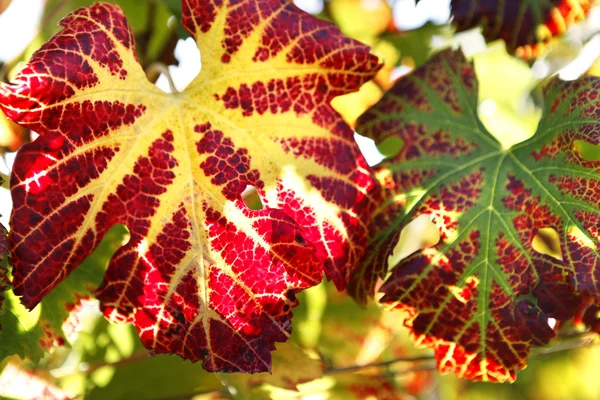 Folhas coloridas em uma árvore — Fotografia de Stock