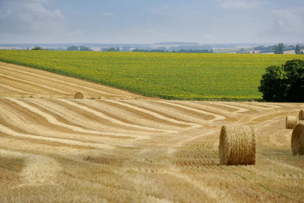 Hay rolls in a field — Stock Photo, Image