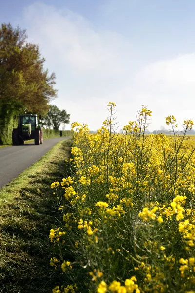 Tracteur à côté d'un champ de moutarde — Photo