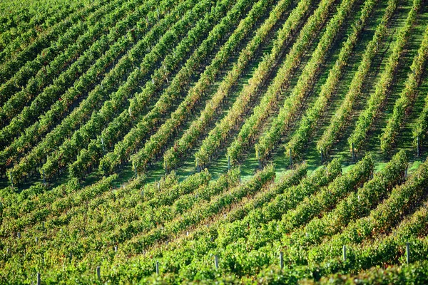 Roaming vineyards — Stock Photo, Image