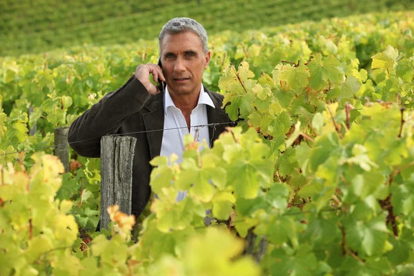 Man op een telefoon in een wijngaard — Stockfoto
