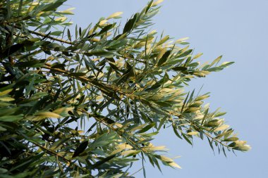 Branches of an olive tree clipart