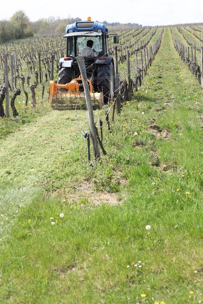Traktor sekání trávy v vinic — Stock fotografie
