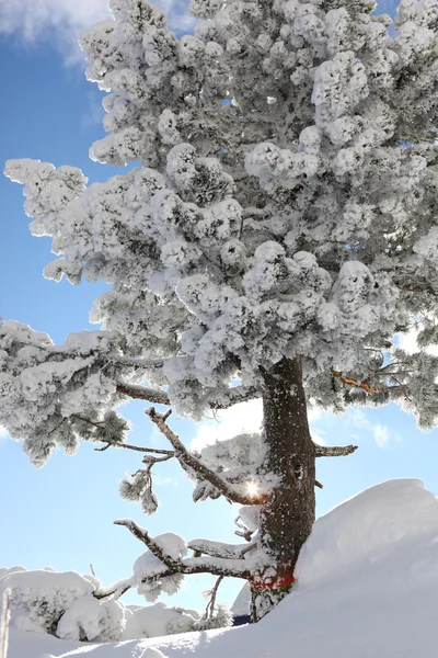 Сніг вкритий деревом в сонячний день — стокове фото