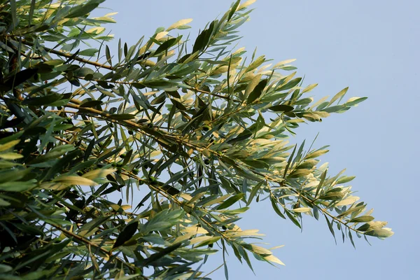 Ramas de un olivo — Foto de Stock
