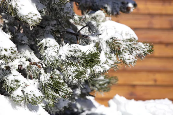 シャレーの前に雪に覆われた木 — ストック写真