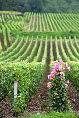 Flowers at the end of a row of vines clipart