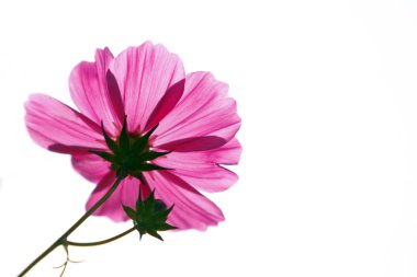 Pink flower clipart