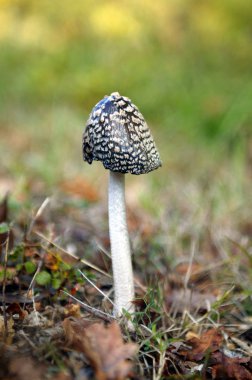 Wild mushroom clipart