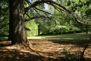 Tree casting a shadow clipart