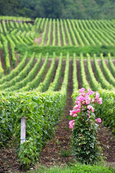 Bloemen aan het einde van een rij van wijnstokken — Stockfoto