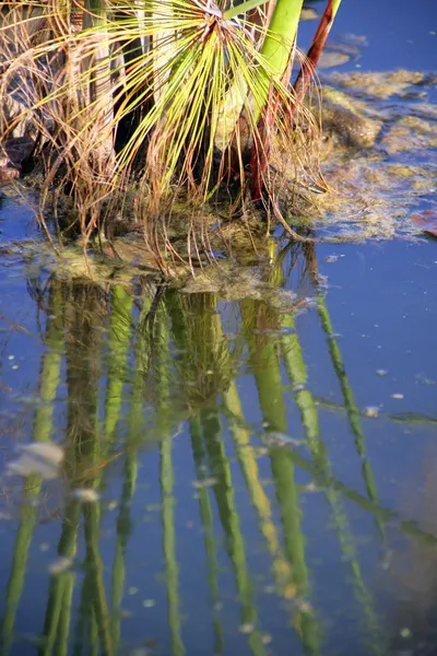 Reflexion von Schilf in einem Teich — Stockfoto