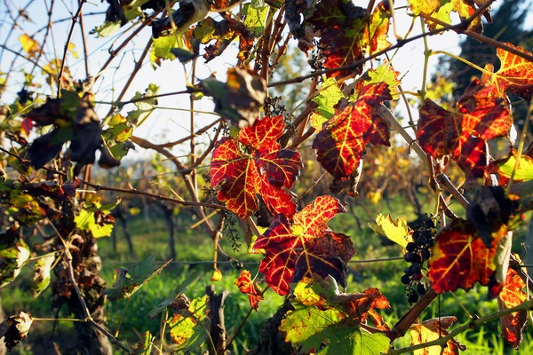 Sonbahar asma yaprağı — Stok fotoğraf