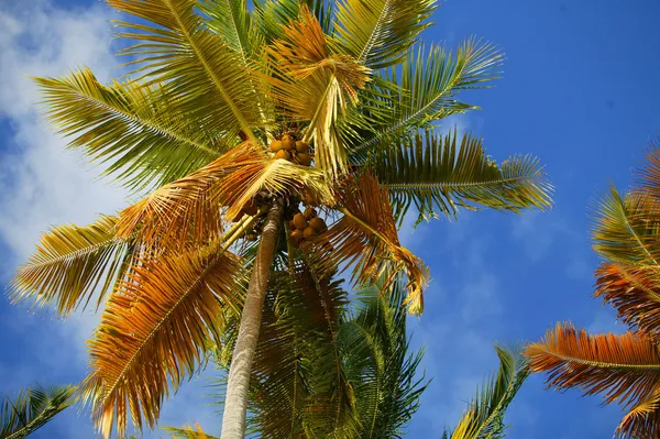Palmbomen — Stockfoto